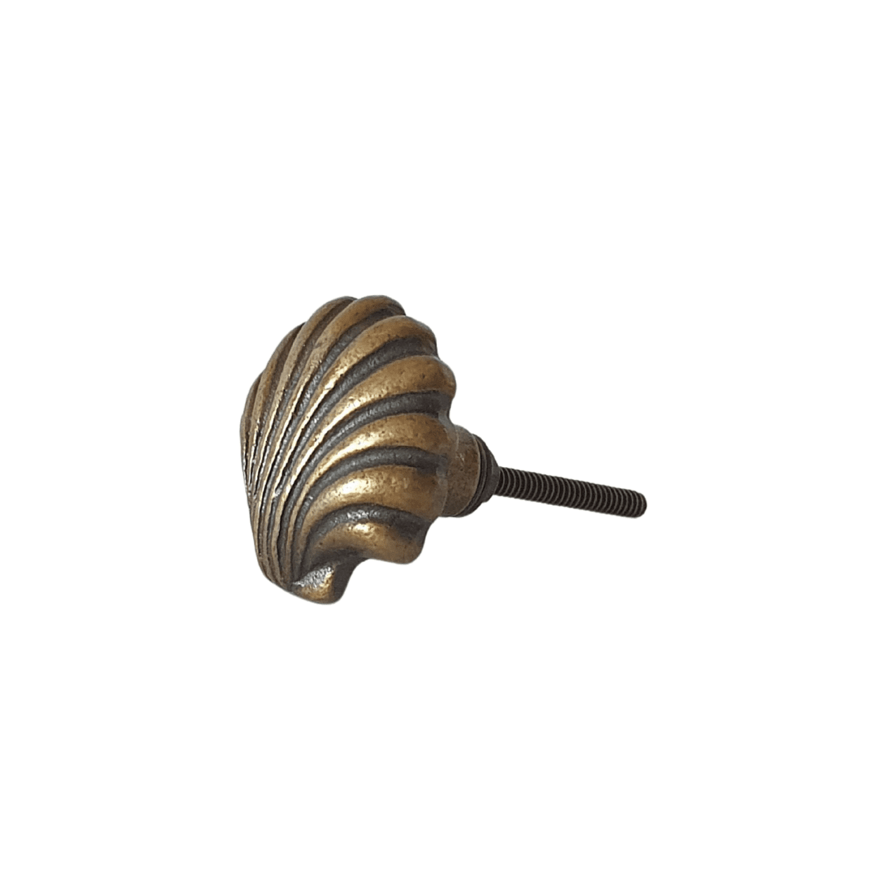 Solid Brass knob shell fan shaped nob